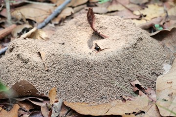Ants nest