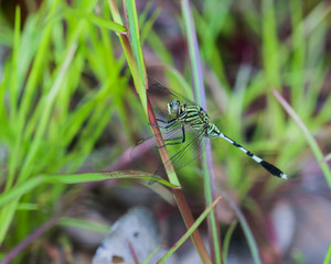 Dragonfly close up.