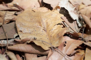 Dried leaves at the nature