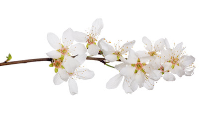 Fototapeta na wymiar cherry tree with isolated large flowers
