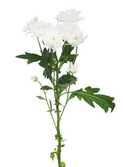 white chrysanthemum flowers on green stem