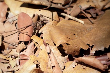 Dried leaves at the nature