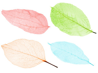 set of four color leaf skeletons