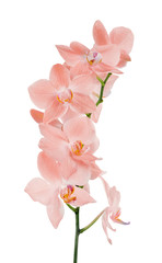 heavy pink orchid isolated branch