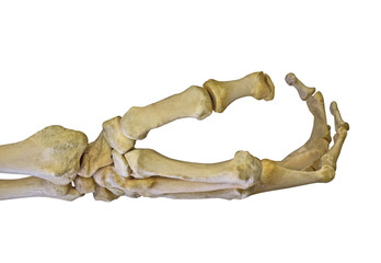 human arm skeleton isolated on white