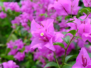 Obraz na płótnie Canvas Pink Bougainvillea flowers