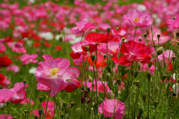 シャーレーポピー