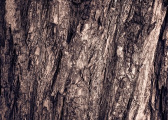 Tree Bark Texture