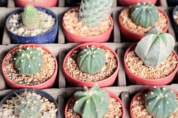 Close up of the cactus