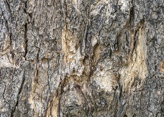 Tree Bark