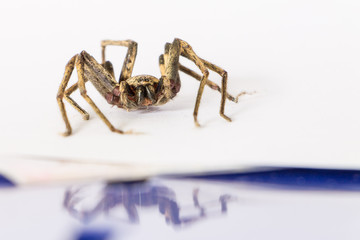 Close up spider , Heteropoda venatoria