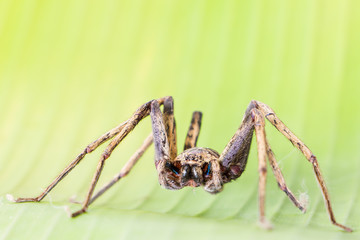 Close up spider , Heteropoda venatoria