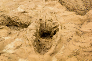 Footprints in the mud