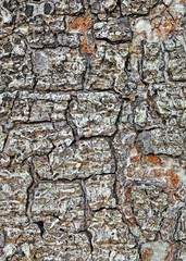 Tree Bark Texture