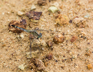 Dragonfly caught on a rock