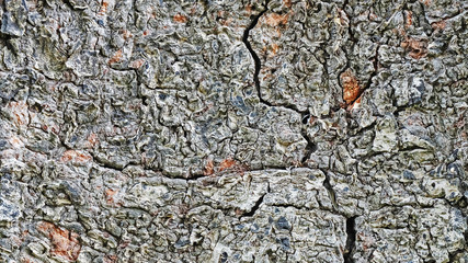 tree bark