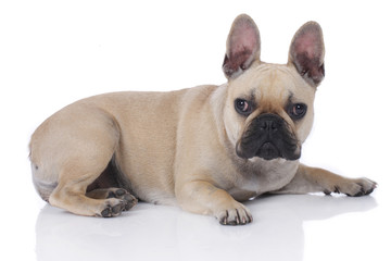 Niedliche französische Bulldogge auf weiß