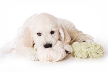 Two pug puppy sitting in a basket, and looking at the camera