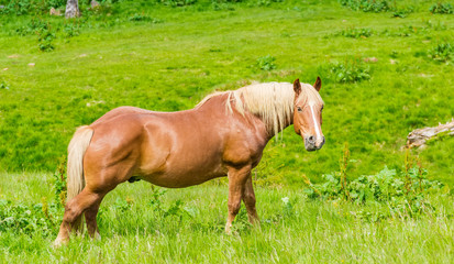 Naklejka na ściany i meble Horse on a mountain pasture