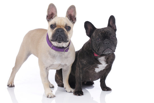 Zwei franz&ouml;sische Bulldoggen auf wei&szlig;em Hintergrund