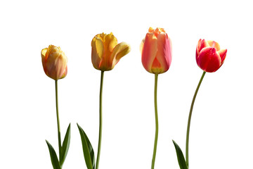 Four red and yellow tulips isolated on white