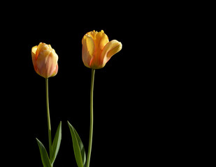 Two red and yellow tulips isolated on black