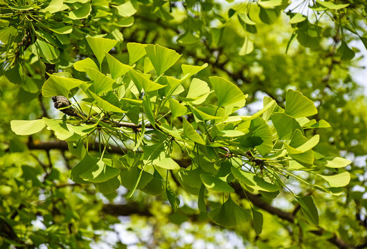 Ginkgo tree leaves in sring