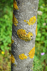 Fungal desease on the tree trunk