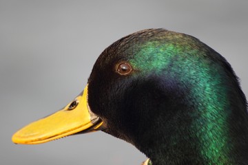 Mallard's portrait