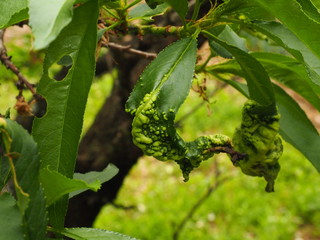 縮葉病にて奇形化した桃の葉