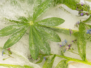 green leaf lupine ice