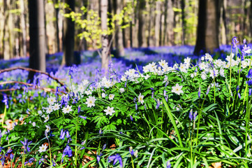 Spring forest covered with bluebells and anemones