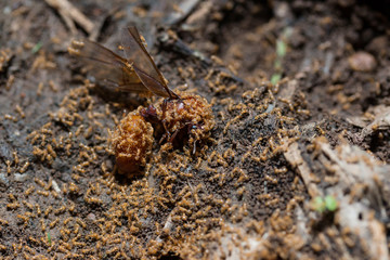 The subterranean ants Leaving the nest