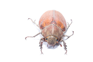 Female Rhinceros BeetleUnicorn Beetle isolate on white