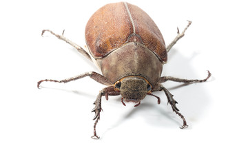 Female Rhinceros BeetleUnicorn Beetle isolate on white