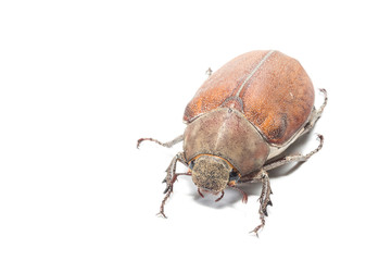 Female Rhinceros BeetleUnicorn Beetle isolate on white