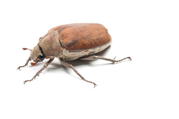 Female Rhinceros BeetleUnicorn Beetle isolate on white