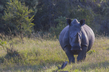 Rhino in the bush on the right