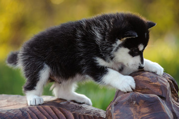 Obraz premium alaskan malamute puppy