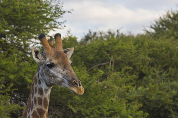 Giraffe in the bush