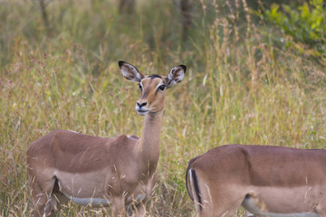 Impala in long grass