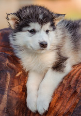 alaskan malamute puppy