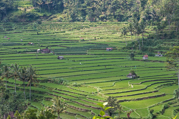 Ricefields of Tegallalang