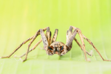 Close up spider , Heteropoda venatoria