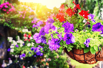Colorful petunias in hanging flowerpot