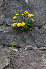 Dandelion growing in the old wall. Yellow flower