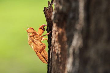 Cicada slough or molt  hold on the tree