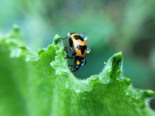 ladybug on green leaf