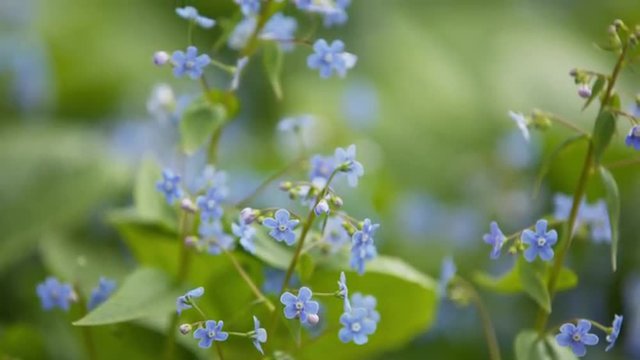 brunerra flowers in bloom close up footage, prores