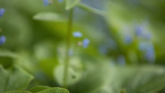 brunerra flowers in bloom close up footage, prores